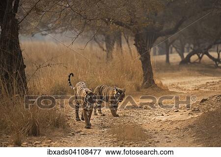 Stock Photo - Wild Bengal Tigers (Panthera tigris tigris) adult female walking with her young cub on a forest path during autumn in Ranthambore National Park, Rajasthan, India, Asia. Fotosearch