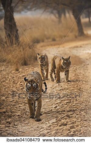 Wild Bengal Tigers (Panthera tigris tigris) adult female walking with her young cubs on a forest path during autumn, walking towards the camera, in Ranthambore National Park, Rajasthan, India, Asia View Large Photo Image Stock Photo - Wild Bengal Tigers (Panthera tigris tigris) adult female walking with her young cubs on a forest path during autumn, walking towards the camera, in Ranthambore National Park, Rajasthan, India, Asia. Fotosearch