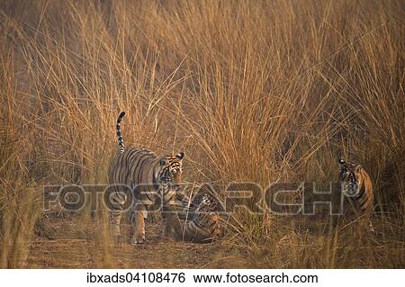 Stock Photograph - Wild Bengal Tigers (Panthera tigris tigris) mother playing with her cubs, in grassland on a misty morning in Ranthambore, Rajasthan, India, Asia. Fotosearch