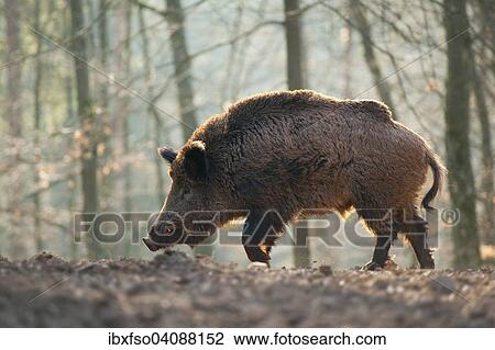 Wild Boar (Sus scrofa), boar, captive, Bavaria, Germany, Europe View Large Photo Image Stock Image - Wild Boar (Sus scrofa), boar, captive, Bavaria, Germany, Europe. Fotosearch