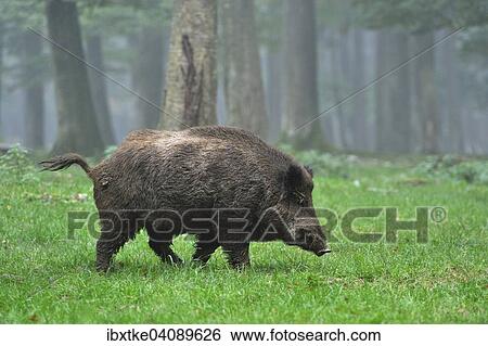 Wild Boar (Sus scrofa), boar, captive, Baden-Wurttemberg, Germany, Europe View Large Photo Image Stock Photograph - Wild Boar (Sus scrofa), boar, captive, Baden-Wurttemberg, Germany, Europe. Fotosearch