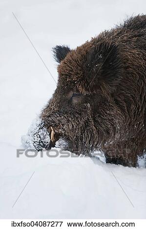 Wild Boar (Sus scrofa), boar foraging for food under the snow, captive, Bavaria, Germany, Europe View Large Photo Image Stock Photo - Wild Boar (Sus scrofa), boar foraging for food under the snow, captive, Bavaria, Germany, Europe. Fotosearch