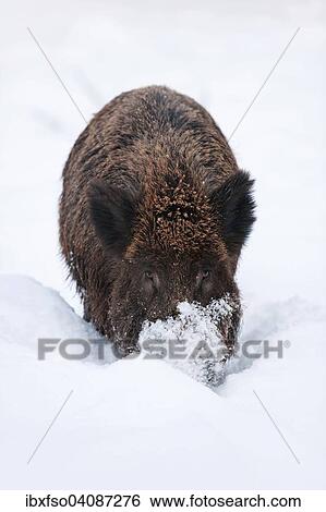 Wild Boar (Sus scrofa), boar foraging for food under the snow, captive, Bavaria, Germany, Europe View Large Photo Image Stock Photograph - Wild Boar (Sus scrofa), boar foraging for food under the snow, captive, Bavaria, Germany, Europe. Fotosearch