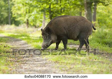 Wild Boar (Sus scrofa), boar in summer coat, fattened in summer, crossing a forest path, captive, Bavaria, Germany, Europe View Large Photo Image Stock Image - Wild Boar (Sus scrofa), boar in summer coat, fattened in summer, crossing a forest path, captive, Bavaria, Germany, Europe. Fotosearch