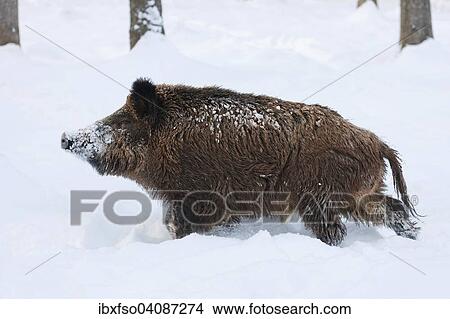 Wild Boar (Sus scrofa), boar in the snow, captive, Bavaria, Germany, Europe View Large Photo Image Picture - Wild Boar (Sus scrofa), boar in the snow, captive, Bavaria, Germany, Europe. Fotosearch