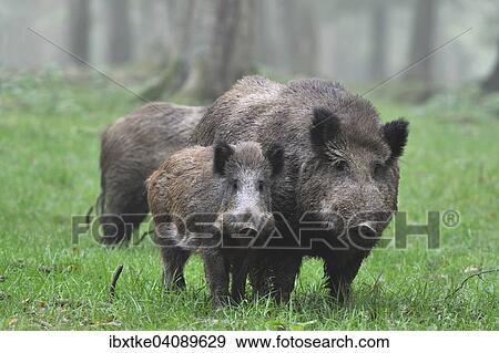 Wild Boar (Sus scrofa), captive, Baden-Wurttemberg, Germany, Europe View Large Photo Image Stock Photo - Wild Boar (Sus scrofa), captive, Baden-Wurttemberg, Germany, Europe. Fotosearch