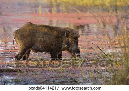 Wild Boar (Sus scrofa) feeding in the shallow azalea-covered waters of a lake, Ranthambhore National Park, Rajasthan, India, Asia View Large Photo Image Stock Photo - Wild Boar (Sus scrofa) feeding in the shallow azalea-covered waters of a lake, Ranthambhore National Park, Rajasthan, India, Asia. Fotosearch