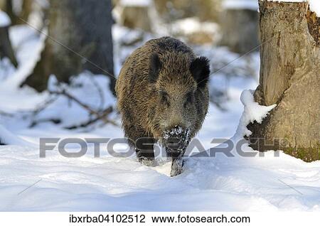 Stock Image - Wild boar (Sus scrofa) in the snow, captive, North Rhine-Westphalia, Germany, Europe. Fotosearch
