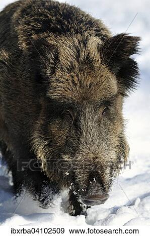 Wild boar (Sus scrofa) in the snow, captive, North Rhine-Westphalia, Germany, Europe View Large Photo Image Stock Photo - Wild boar (Sus scrofa) in the snow, captive, North Rhine-Westphalia, Germany, Europe. Fotosearch