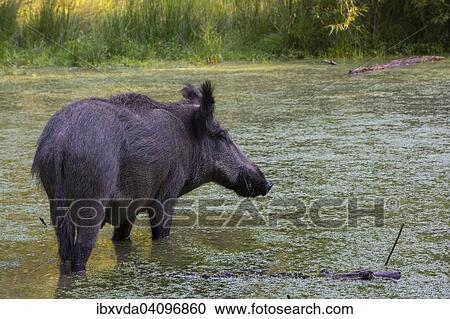 Wild Boar (Sus scrofa) in wetlands, Arnsberg Forest, North Rhine-Westphalia, Germany, Europe View Large Photo Image Stock Image - Wild Boar (Sus scrofa) in wetlands, Arnsberg Forest, North Rhine-Westphalia, Germany, Europe. Fotosearch