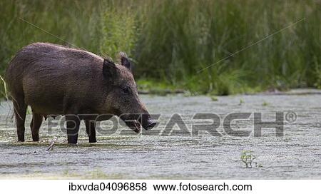 Wild Boar (Sus scrofa) in wetlands, Arnsberg Forest, North Rhine-Westphalia, Germany, Europe View Large Photo Image Stock Photo - Wild Boar (Sus scrofa) in wetlands, Arnsberg Forest, North Rhine-Westphalia, Germany, Europe. Fotosearch