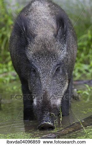 Wild Boar (Sus scrofa) in wetlands, Arnsberg Forest, North Rhine-Westphalia, Germany, Europe View Large Photo Image Stock Photo - Wild Boar (Sus scrofa) in wetlands, Arnsberg Forest, North Rhine-Westphalia, Germany, Europe. Fotosearch