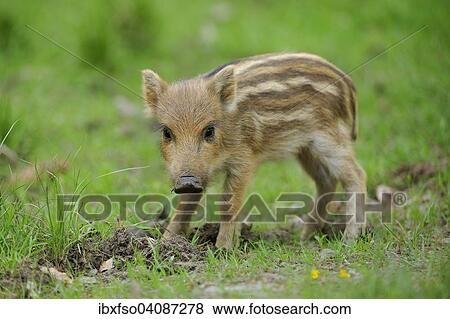 Wild Boar (Sus scrofa), piglet, captive, Bavaria, Germany, Europe View Large Photo Image Stock Photo - Wild Boar (Sus scrofa), piglet, captive, Bavaria, Germany, Europe. Fotosearch