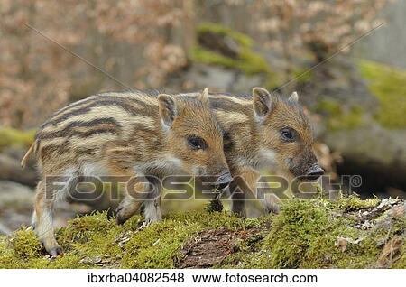Wild boar (Sus scrofa), piglets on a mossy trunk, captive, North Rhine-Westphalia, Germany, Europe View Large Photo Image Stock Photo - Wild boar (Sus scrofa), piglets on a mossy trunk, captive, North Rhine-Westphalia, Germany, Europe. Fotosearch