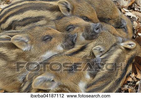 Wild boar (Sus scrofa), piglets warming each other, portrait, captive, North Rhine-Westphalia, Germany, Europe View Large Photo Image Stock Image - Wild boar (Sus scrofa), piglets warming each other, portrait, captive, North Rhine-Westphalia, Germany, Europe. Fotosearch