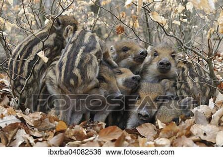 Wild boar (Sus scrofa), piglets warming each other, captive, North Rhine-Westphalia, Germany, Europe View Large Photo Image Stock Photograph - Wild boar (Sus scrofa), piglets warming each other, captive, North Rhine-Westphalia, Germany, Europe. Fotosearch