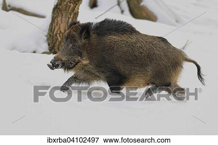 Wild boar (Sus scrofa) running through the snow, captive, North Rhine-Westphalia, Germany, Europe View Large Photo Image Stock Photo - Wild boar (Sus scrofa) running through the snow, captive, North Rhine-Westphalia, Germany, Europe. Fotosearch