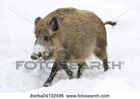 Wild boar (Sus scrofa) running through the snow, captive, North Rhine-Westphalia, Germany, Europe View Large Photo Image Stock Photo - Wild boar (Sus scrofa) running through the snow, captive, North Rhine-Westphalia, Germany, Europe. Fotosearch