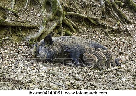Wild boar (Sus scrofa), sow feeding piglets, Vulkaneifel, Rhineland-Palatinate, Germany, Europe View Large Photo Image Stock Image - Wild boar (Sus scrofa), sow feeding piglets, Vulkaneifel, Rhineland-Palatinate, Germany, Europe. Fotosearch