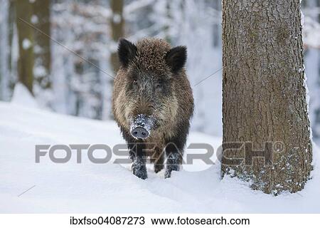 Wild Boar (Sus scrofa), sow standing in the snow, captive, Bavaria, Germany, Europe View Large Photo Image Stock Image - Wild Boar (Sus scrofa), sow standing in the snow, captive, Bavaria, Germany, Europe. Fotosearch