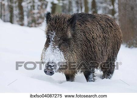 Wild Boar (Sus scrofa), sow standing in the snow, captive, Bavaria, Germany, Europe View Large Photo Image Stock Photography - Wild Boar (Sus scrofa), sow standing in the snow, captive, Bavaria, Germany, Europe. Fotosearch