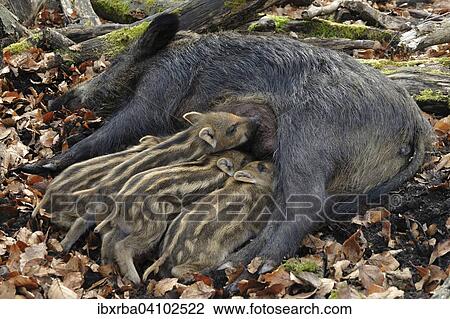 Wild boar (Sus scrofa), sow suckling piglets, captive, North Rhine-Westphalia, Germany, Europe View Large Photo Image Stock Image - Wild boar (Sus scrofa), sow suckling piglets, captive, North Rhine-Westphalia, Germany, Europe. Fotosearch