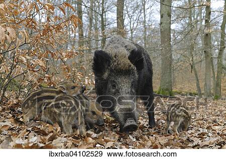 Wild boar (Sus scrofa), sow with her piglets, captive, North Rhine-Westphalia, Germany, Europe View Large Photo Image Stock Photo - Wild boar (Sus scrofa), sow with her piglets, captive, North Rhine-Westphalia, Germany, Europe. Fotosearch