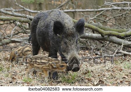 Wild boar (Sus scrofa), sow with piglets, captive, North Rhine-Westphalia, Germany, Europe View Large Photo Image Stock Image - Wild boar (Sus scrofa), sow with piglets, captive, North Rhine-Westphalia, Germany, Europe. Fotosearch