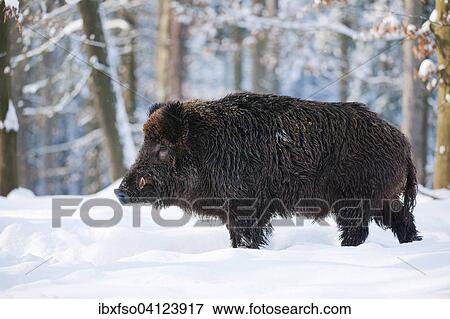 Wild Boar (Sus scrofa), tusker standing in the snow, captive, Bavaria, Germany, Europe View Large Photo Image Stock Photo - Wild Boar (Sus scrofa), tusker standing in the snow, captive, Bavaria, Germany, Europe. Fotosearch