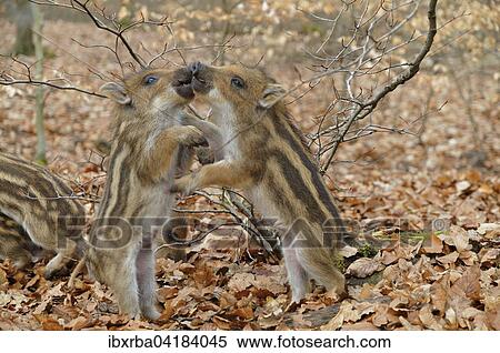 Wild boar (Sus scrofa), two young boars fighting, captive, North Rhine-Westphalia, Germany, Europe View Large Photo Image Stock Photography - Wild boar (Sus scrofa), two young boars fighting, captive, North Rhine-Westphalia, Germany, Europe. Fotosearch