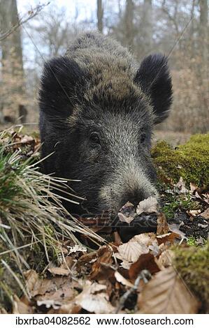 Wild boar (Sus scrofa), wild sow foraging, captive, North Rhine-Westphalia, Germany, Europe View Large Photo Image Stock Image - Wild boar (Sus scrofa), wild sow foraging, captive, North Rhine-Westphalia, Germany, Europe. Fotosearch