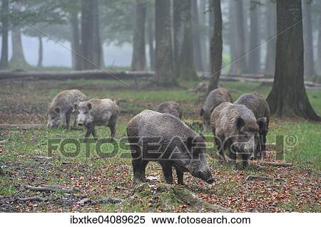 Stock Photography - Wild Boars (Sus scrofa), captive, Baden-Wurttemberg, Germany, Europe. Fotosearch