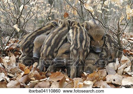 Stock Image - Wild Boars (Sus scrofa), piglets warming each other, captive, North Rhine-Westphalia, Germany, Europe. Fotosearch