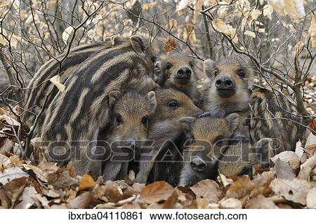 Wild Boars (Sus scrofa), piglets warming each other, captive, North Rhine-Westphalia, Germany, Europe View Large Photo Image Stock Image - Wild Boars (Sus scrofa), piglets warming each other, captive, North Rhine-Westphalia, Germany, Europe. Fotosearch