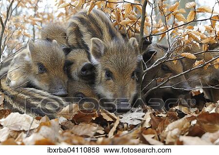 Wild Boars (Sus scrofa), piglets warming each other, captive, North Rhine-Westphalia, Germany, Europe View Large Photo Image Stock Photo - Wild Boars (Sus scrofa), piglets warming each other, captive, North Rhine-Westphalia, Germany, Europe. Fotosearch