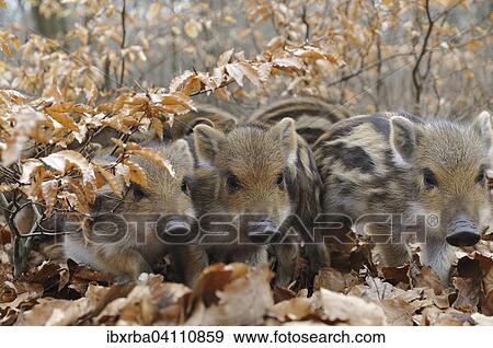 Wild Boars (Sus scrofa), piglets running through the beech forest, captive, North Rhine-Westphalia, Germany, Europe View Large Photo Image Stock Photo - Wild Boars (Sus scrofa), piglets running through the beech forest, captive, North Rhine-Westphalia, Germany, Europe. Fotosearch