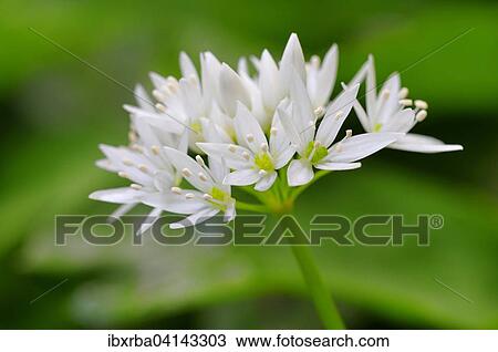 Wild garlic (Allium ursinum) flower, North Rhine-Westphalia, Germany, Europe View Large Photo Image Stock Image - Wild garlic (Allium ursinum) flower, North Rhine-Westphalia, Germany, Europe. Fotosearch