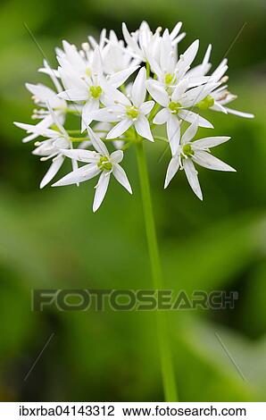 Stock Image - Wild garlic (Allium ursinum) flower, North Rhine-Westphalia, Germany, Europe. Fotosearch
