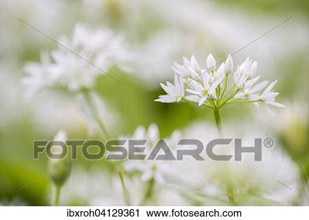 Stock Image - Wild garlic (Allium ursinum), flower. Fotosearch