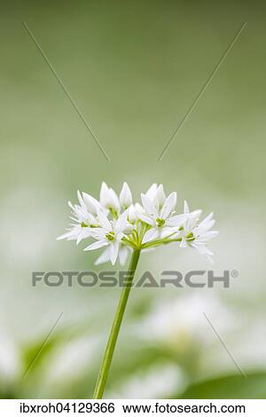 Wild garlic (Allium ursinum), flower View Large Photo Image Stock Photograph - Wild garlic (Allium ursinum), flower. Fotosearch
