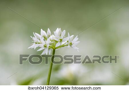 Wild garlic (Allium ursinum), flower View Large Photo Image Stock Photography - Wild garlic (Allium ursinum), flower. Fotosearch