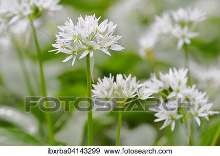 Wild garlic (Allium ursinum) flowers, North Rhine-Westphalia, Germany, Europe View Large Photo Image Stock Photo - Wild garlic (Allium ursinum) flowers, North Rhine-Westphalia, Germany, Europe. Fotosearch