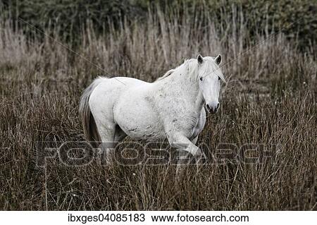 Wild horse, Camargue, France, Europe View Large Photo Image Stock Image - Wild horse, Camargue, France, Europe. Fotosearch