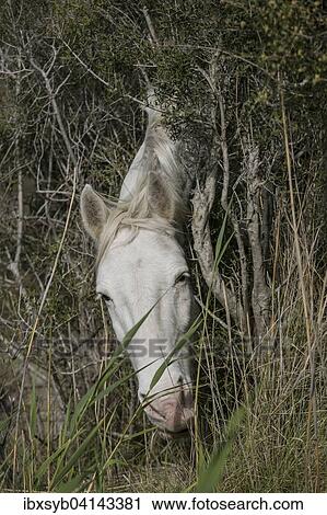 Stock Image - Wild horse in the Camargue, Saintes-Maries-de-la-Mer, Provence-Alpes-Cote d'Azur, France, Europe. Fotosearch
