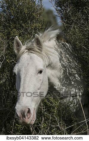 Wild horse in the Camargue, Saintes-Maries-de-la-Mer, Provence-Alpes-Cote d'Azur, France, Europe View Large Photo Image Stock Image - Wild horse in the Camargue, Saintes-Maries-de-la-Mer, Provence-Alpes-Cote d'Azur, France, Europe. Fotosearch