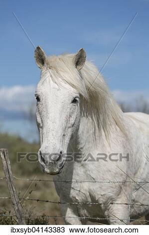 Wild horse in the Camargue, Saintes-Maries-de-la-Mer, Provence-Alpes-Cote d'Azur, France, Europe View Large Photo Image Stock Image - Wild horse in the Camargue, Saintes-Maries-de-la-Mer, Provence-Alpes-Cote d'Azur, France, Europe. Fotosearch