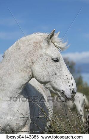 Wild horse in the Camargue, Saintes-Maries-de-la-Mer, Provence-Alpes-Cote d'Azur, France, Europe View Large Photo Image Stock Photography - Wild horse in the Camargue, Saintes-Maries-de-la-Mer, Provence-Alpes-Cote d'Azur, France, Europe. Fotosearch