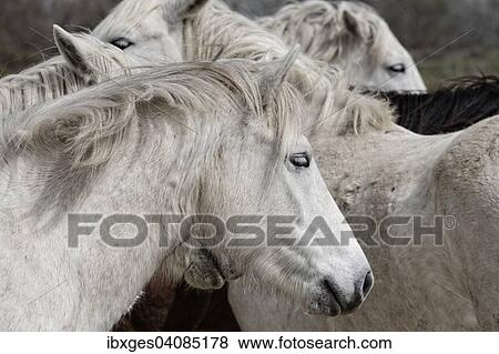 Wild horses, Camargue, France, Europe View Large Photo Image Stock Photo - Wild horses, Camargue, France, Europe. Fotosearch