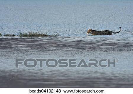 Wild Indian Tiger or Bengal Tiger (Panthera tigris tigris) walking through the blue water of a lake in Ranthambhore National Park, Rajasthan, India, Asia View Large Photo Image Stock Photo - Wild Indian Tiger or Bengal Tiger (Panthera tigris tigris) walking through the blue water of a lake in Ranthambhore National Park, Rajasthan, India, Asia. Fotosearch