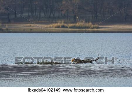 Wild Indian Tiger or Bengal Tiger (Panthera tigris tigris) walking through the blue water of a lake in Ranthambhore National Park, Rajasthan, India, Asia View Large Photo Image Stock Photo - Wild Indian Tiger or Bengal Tiger (Panthera tigris tigris) walking through the blue water of a lake in Ranthambhore National Park, Rajasthan, India, Asia. Fotosearch